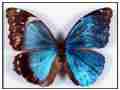 Morpho menelaus bilateral gynandromorph (Internet Image property of respective owner, non-commercial use only)